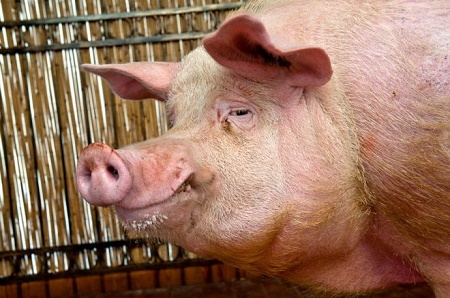 Калининградские свиньи тоскуют по липецким хрякам