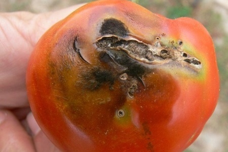 Из-за отсутствия собственных томатов, жителям Калининградской области «впаривают» помидоры из Ирана с молью