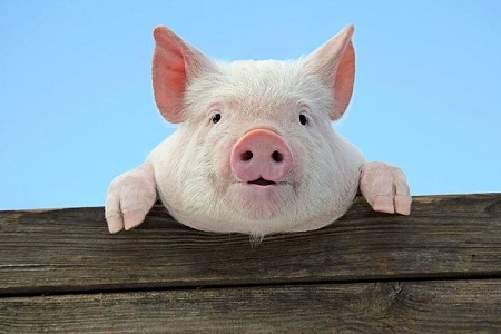 Оплодотворение калининградских свиней спермой нидерландского хряка откладывается