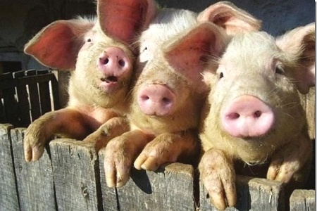 В Калининградской области свиней станет меньше