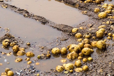 В Калининградской области начались дожди - время массовой уборки картофеля и овощей