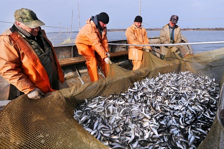 В Калининграде состоялась 20-я сессия Смешанной российско-литовской комиссии, на которой делили рыбу в Куршском заливе и на Виштынце
