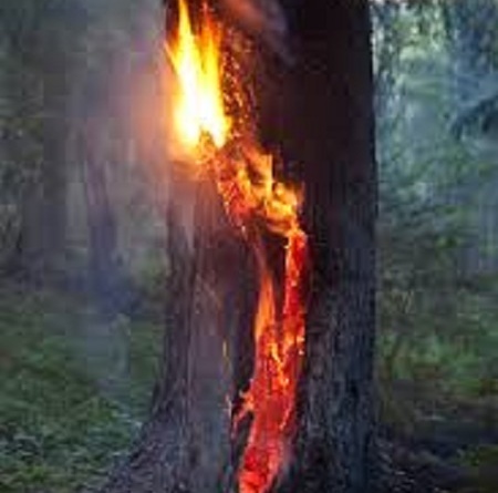 Есть у жителей Калининградской области такая забава – деревья поджигать