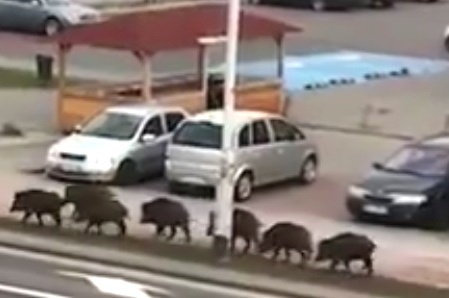 У соседей: польские свиньи потянулись к гипермаркетам