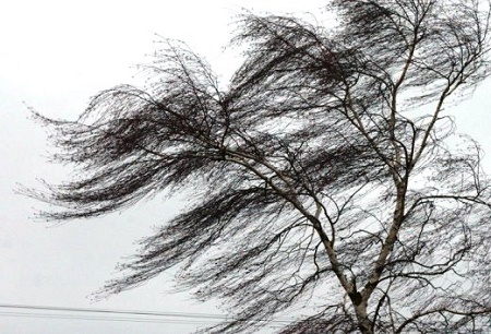 Шквалистый ветер с дождём накроют Калининградскую область