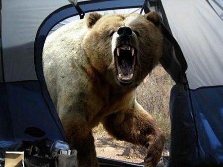В горах Армении медведь напал на польских туристов. Один из них погиб