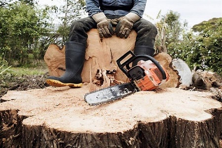 Не рубите дерева! Сказ о том, как «Россети Янтарь Энергосбыт» более 50 деревьев спасло