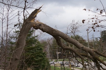 В Калининграде устраняют последствия штормового ветра
