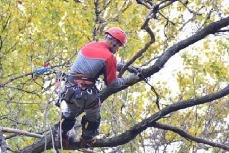 Опубликованы адреса омолаживающей и формовочной обрезки деревьев в Калининграде