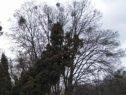 За день на дорогах Калининградской области ветром было повалено 8 деревьев
