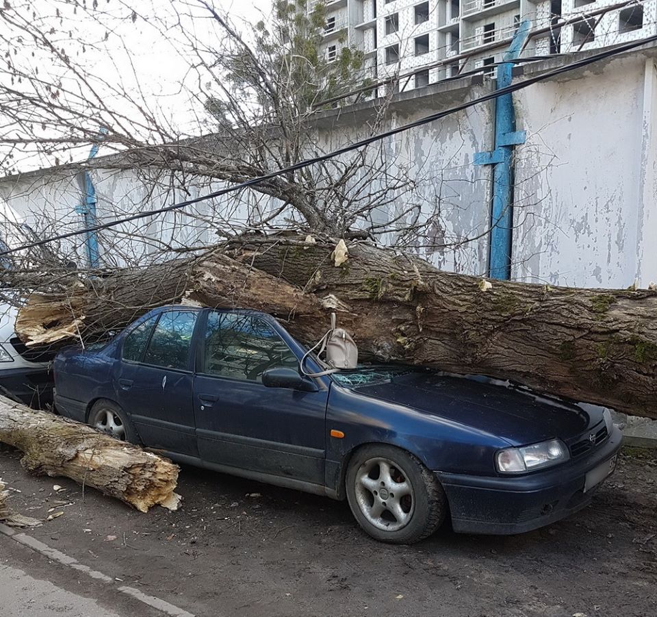 В Калининграде рухнувшее дерево расплющило иномарку