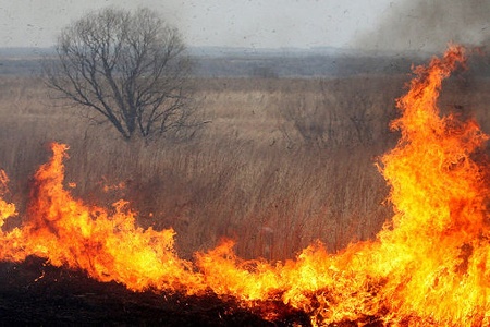 МЧС: Калининградская область в огне из-за палов прошлогодней  травы