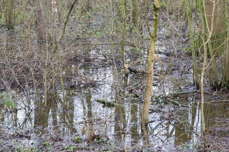 В Калининградской области чиновничья бюрократия доведёт до полного затопления лесов