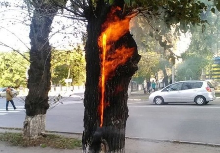 На востоке Калининградской области пожарные потушили дерево