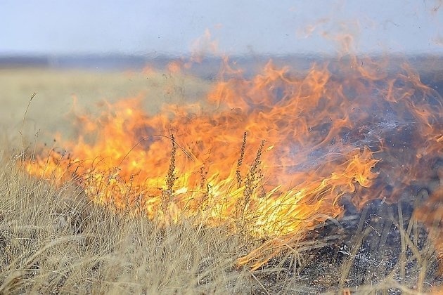 В Калининградской области горели посевы пшеницы