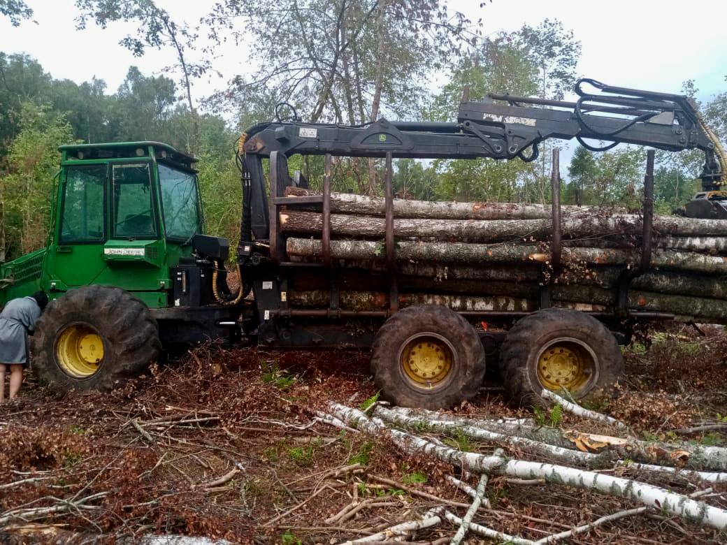 В Калининградской области два лесоруба нарубили деревьев на более 2 500 000 рублей