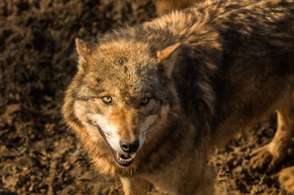 В Калининградской области начинается сезон охоты на волков