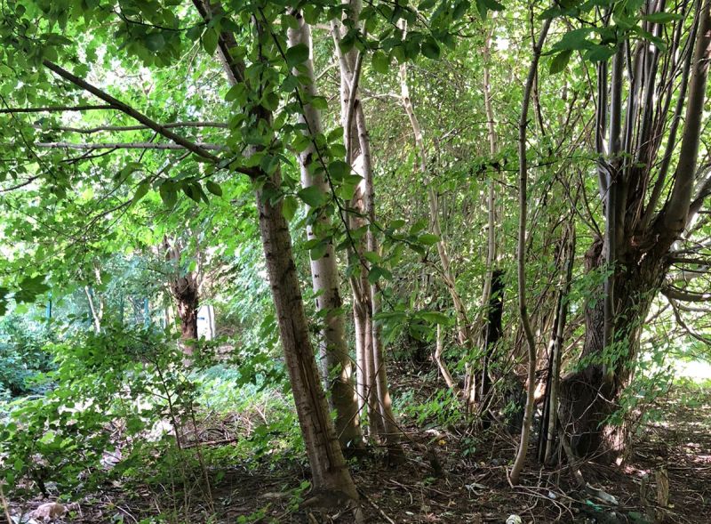 За месяц в лесах Калининградской области потерялись 16 человек