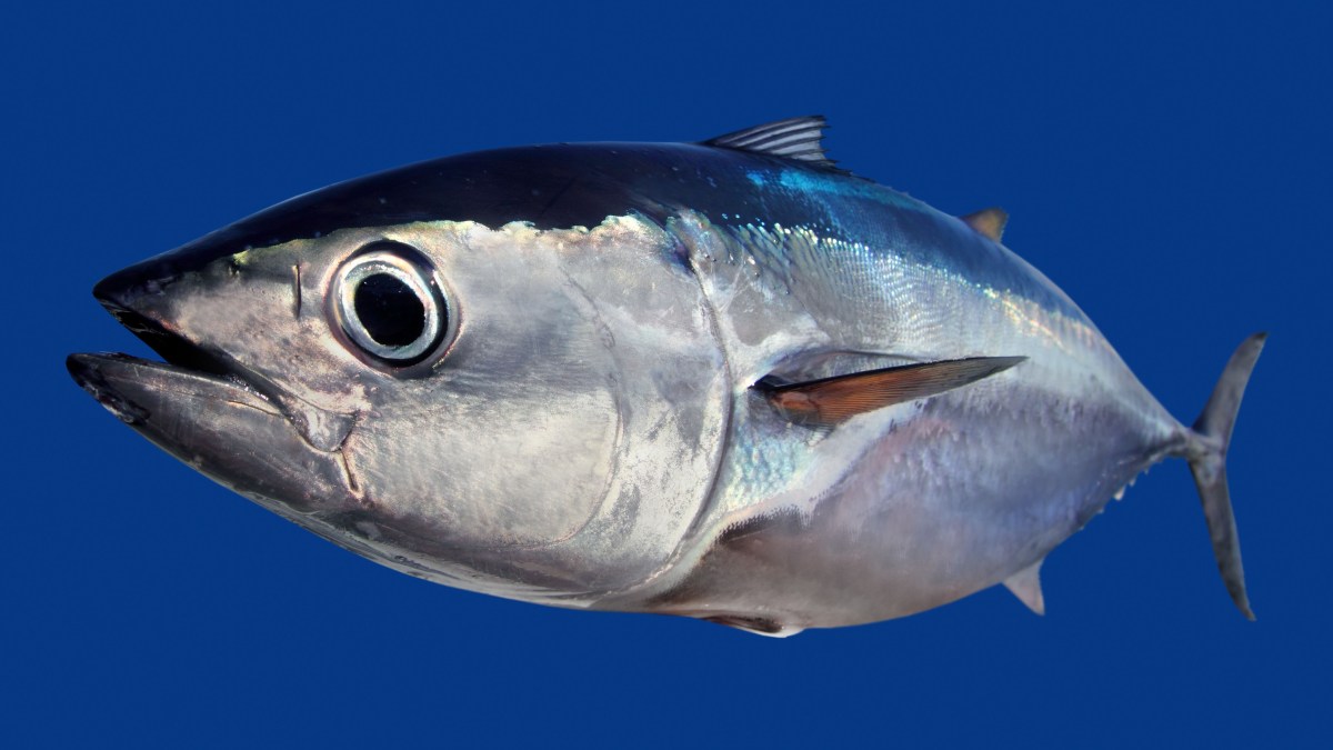 Сегодня отмечается Всемирный день тунца