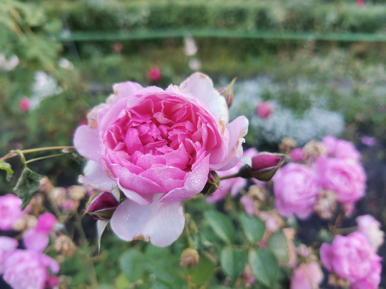 В Калининграде Ботанический сад в честь юбилея Канта увеличил коллекцию роз