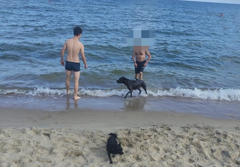 Хвостатые гости из Москвы изрядно нагадили на пляже в Калининградской области