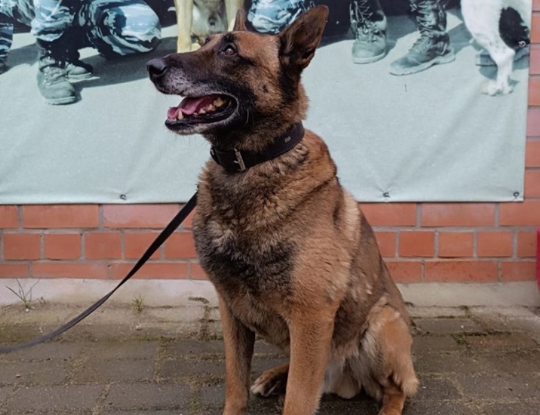 В Калининграде служебный пес по кличке Шмель уходит на пенсию