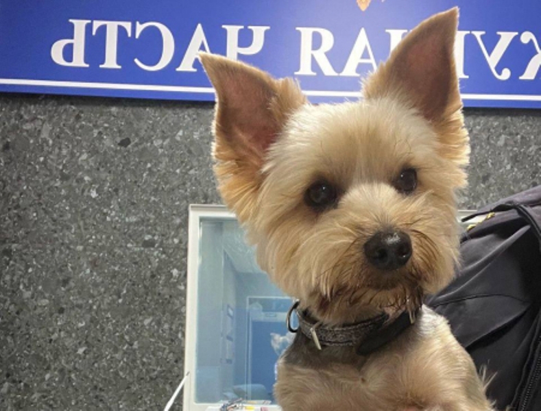 В Калининграде полицейские смогли найти хозяйку потерянной собаки