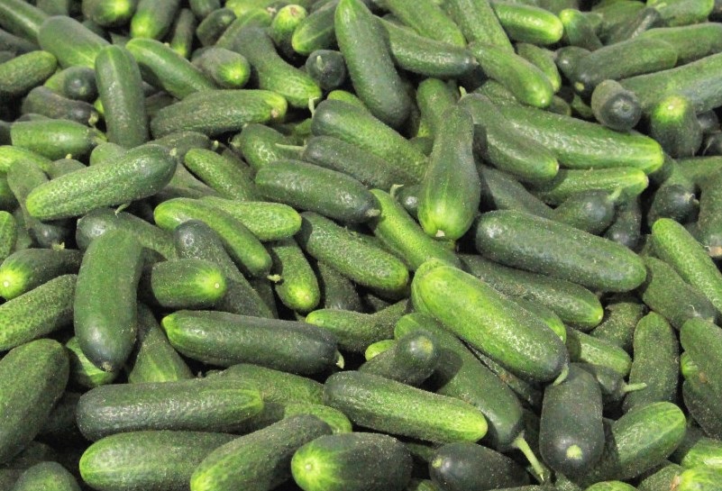 0000 ogurzi