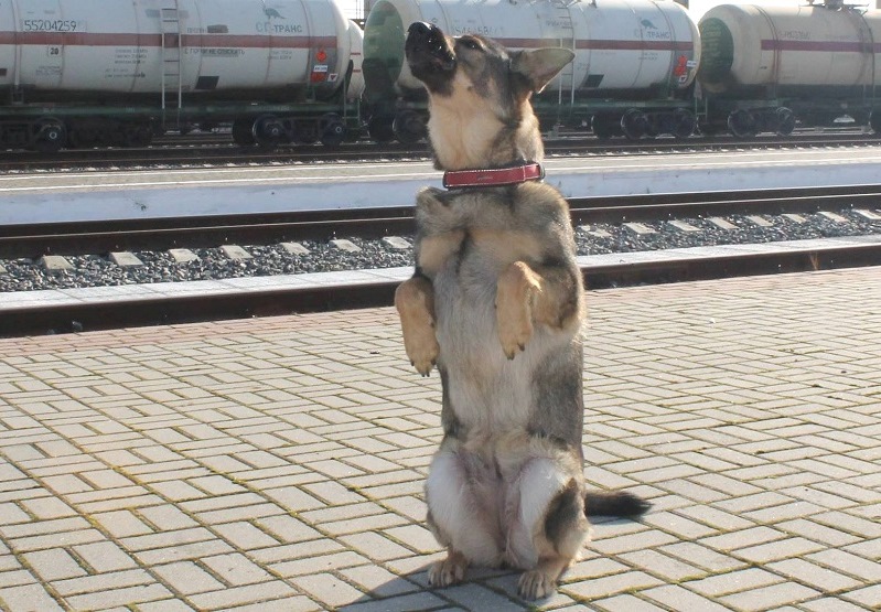 Весна пришла, калининградские кобели и суки потянулись за границу