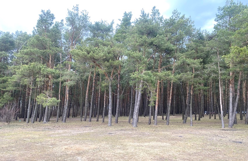 No Smoking: на Куршской косе усилены меры по охране лесов от пожаров