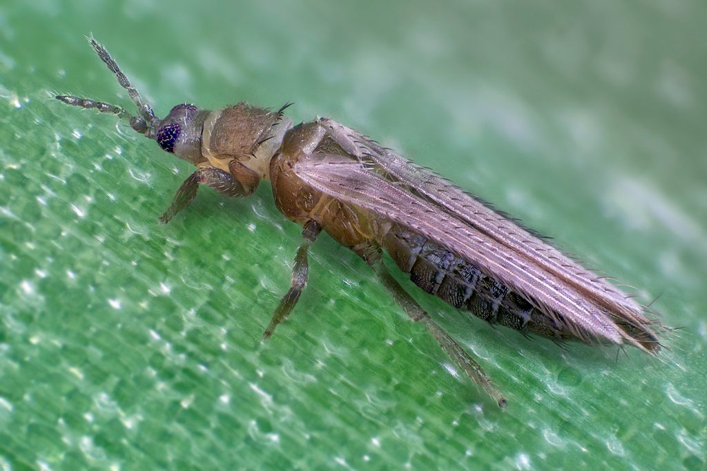 Thrips raznoyadnii