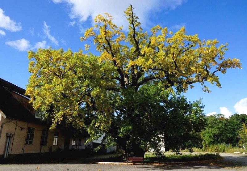 «Дубовое» поручение губернатора Беспрозванных