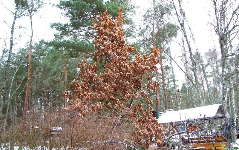 Зимний дуб на даче и на Куршской косе: вымысел или реальность