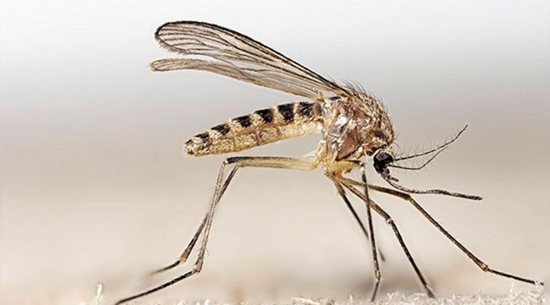 Прилетит вдруг комарик с Западного Нила и бациллы лихорадки уже в организме