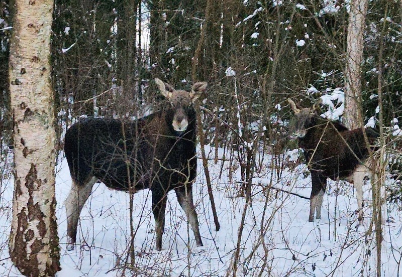 На Куршской косе лоси объединились и вышли на «тропу еды»