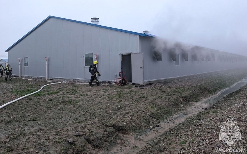 В Калининграде огнеборцы спасли 180 свиноматок и 3000 поросят