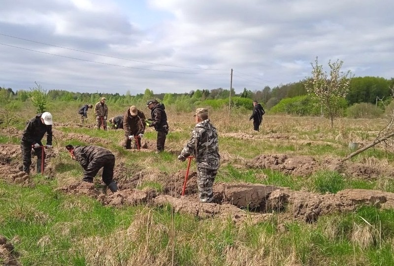 В Калининградской области в рамках лесовосстановительных работ высажено более 58 тысяч саженцев 
