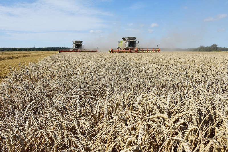 Калининградская область вошла в число регионов-лидеров России по урожайности зерновых