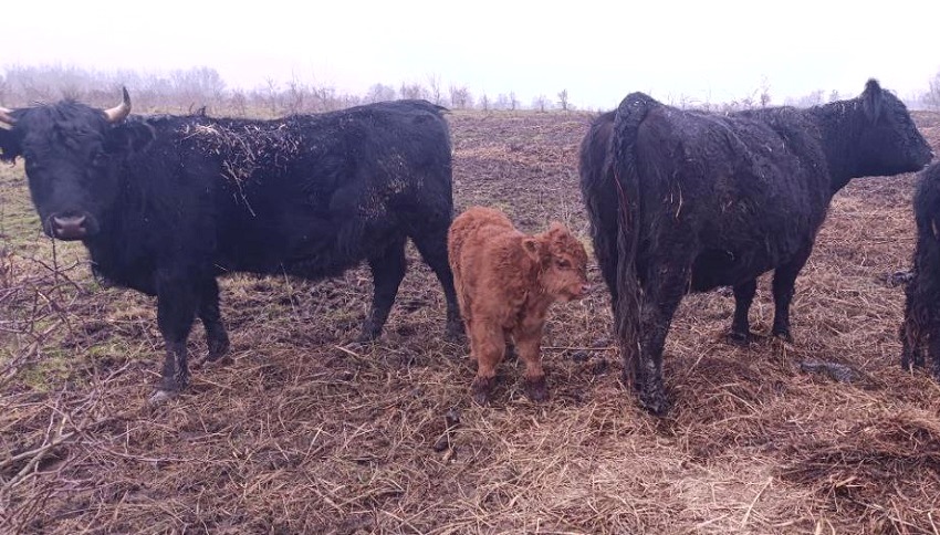 Генетика? Мутация? Нет, не слышал: в хозяйстве «Муромское» начался зимний отёл коров
