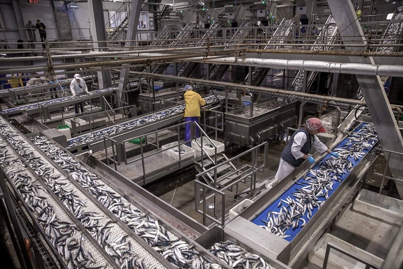 Рыбакам Калининградской области на заметку: в силу вступила регистрация внебиржевых сделок по рыбе