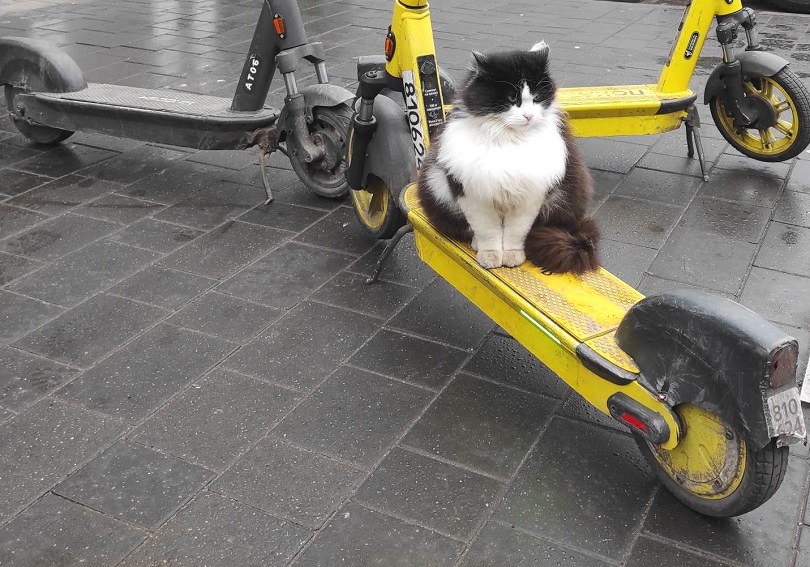 Как бороться с калининградским электосамокатным сумасшествием