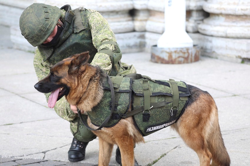 В Калининградской области минно-розыскные собаки помогли сапёрам обезвредить СВУ