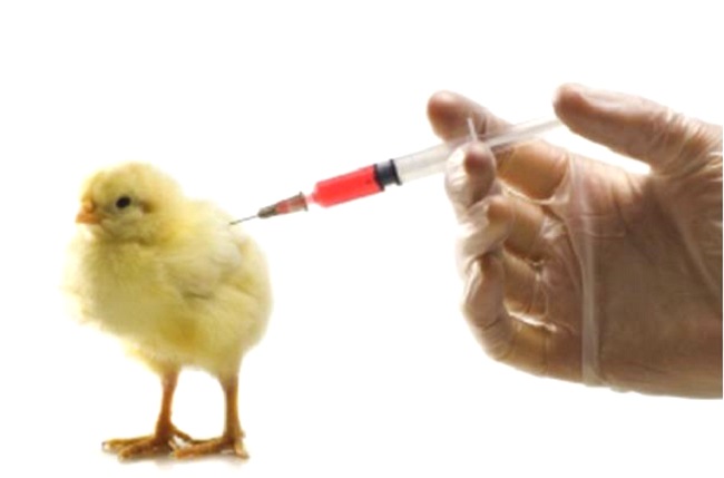 В Зеленоградском округе началась вакцинация домашней птицы