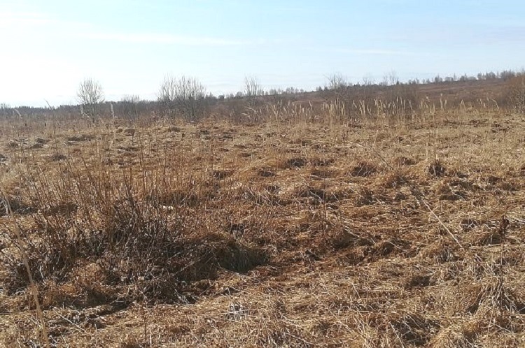 В Зеленоградском муниципалитете более 130 га земель сельскохозяйственного назначения зарастают бурьяном