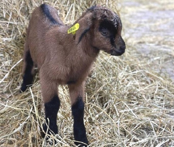 «Скорострельность» однако: в фермерском хозяйстве за неделю родилось 20 козлят