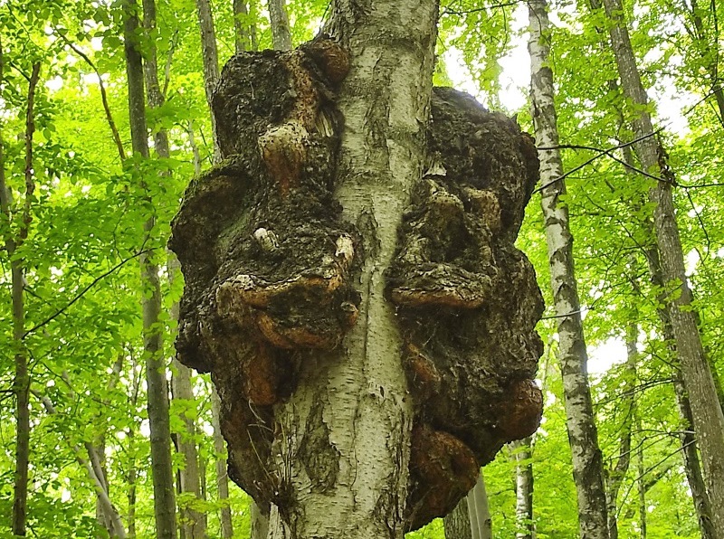 Пойти в лес и вернуться: в Калининградской области продолжаются поиски двух грибников