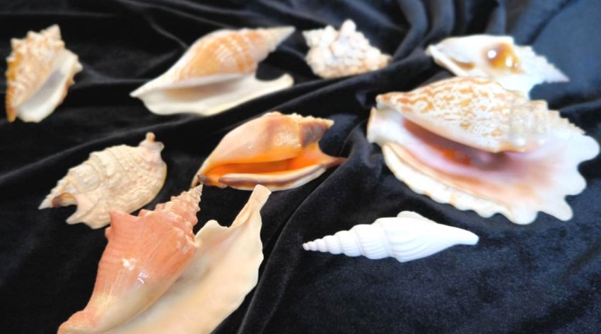 Фонды Музея Мирового океана пополнили 100 раковин морских моллюсков 