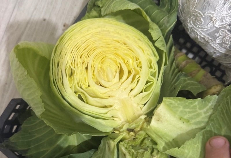 Будем с капустой: в Зеленоградском округе созревает сверхранняя «Тундра»