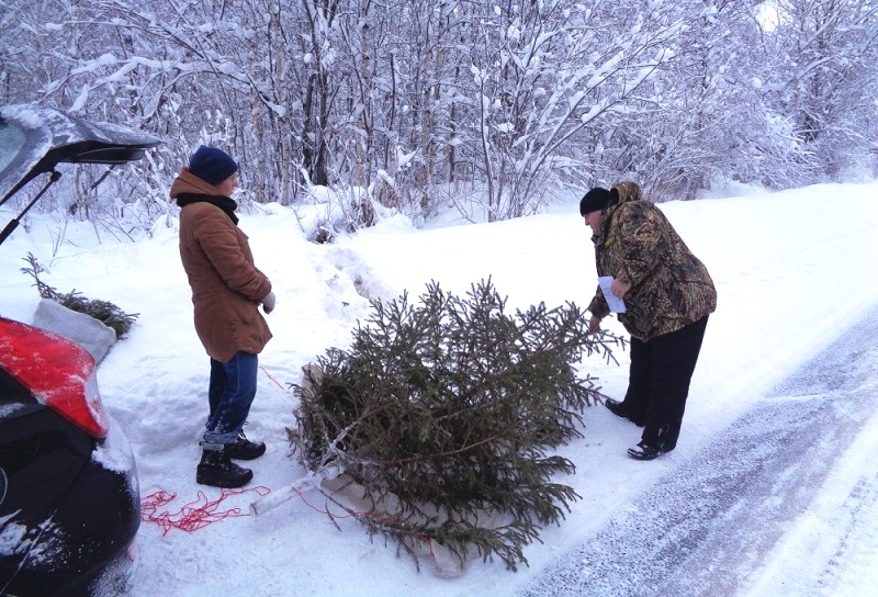 Внимание: на Куршской косе проводится операция «Ёлочка»
