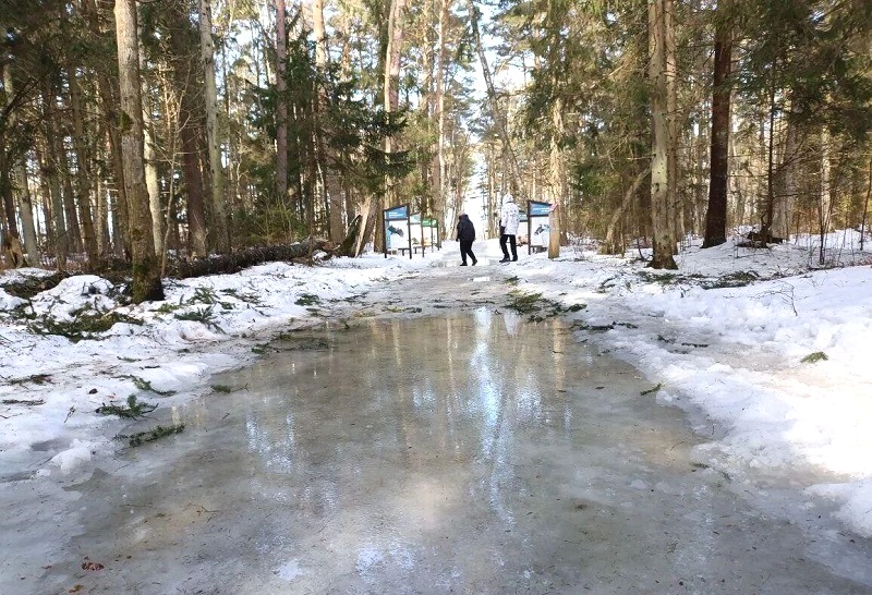 Экологическая тропа «Королевский бор» из-за таяния снега недоступна для посещения